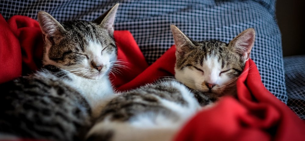 Kleine Katzen in Decke gewickelt